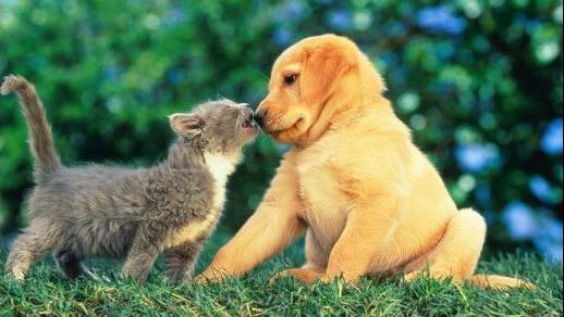 chiot et chaton