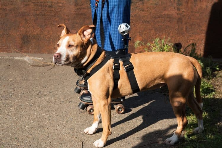 La Sphericam accroché à u chien