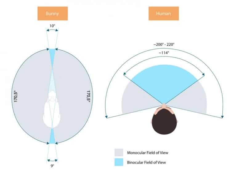 Définition FOV Qu’estce que le Field of View ou champ de vision