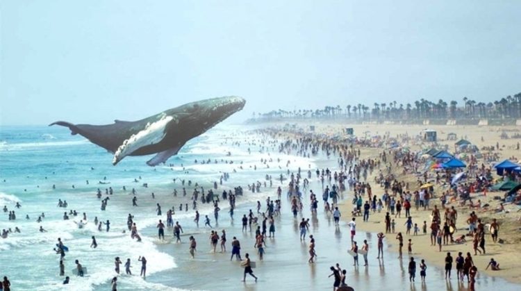 magic-leap-baleine-plage