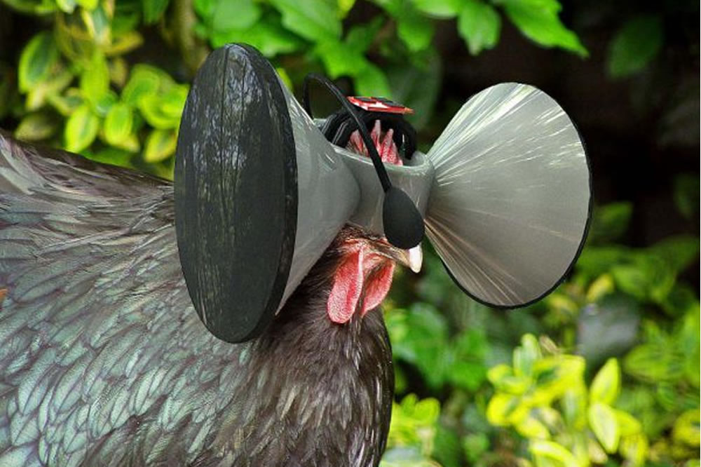 Poulets réalité virtuelle casque VR