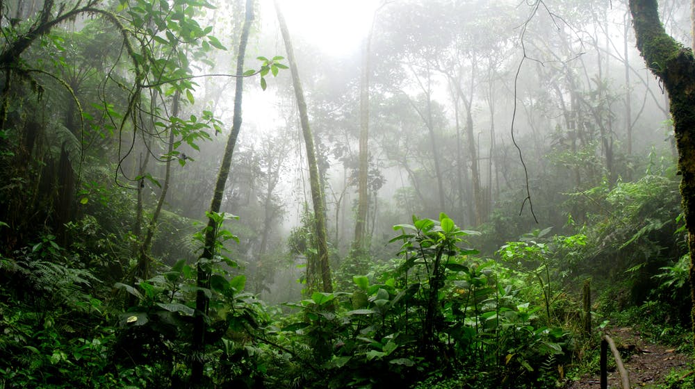 forêt amazonienne réalité augmentée