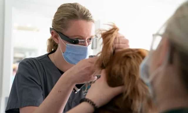 Lunettes AR vétérinaires