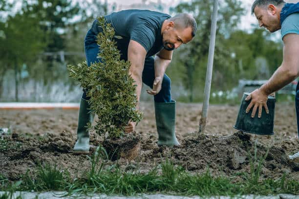 augmenter la couverture arborée