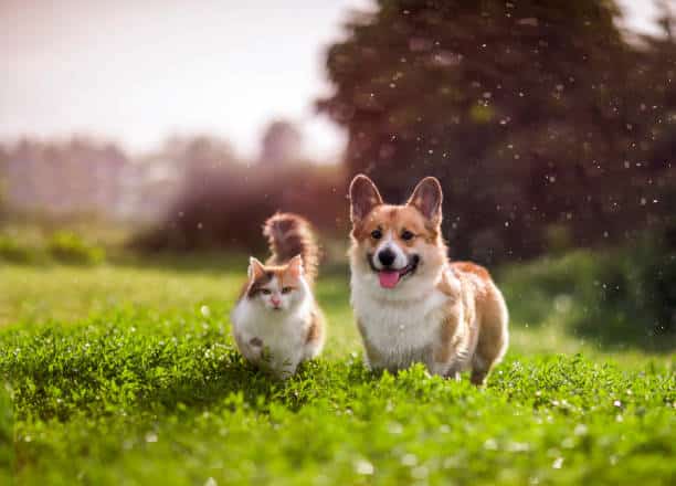 prenez soin de vos animaux de compagnie