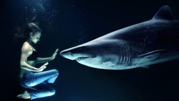 A l’occasion de son événement annuel SharkFest, National Geographic va lancer une nouvelle expérience en réalité augmentée (AR).