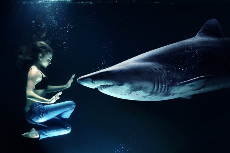 A l’occasion de son événement annuel SharkFest, National Geographic va lancer une nouvelle expérience en réalité augmentée (AR).