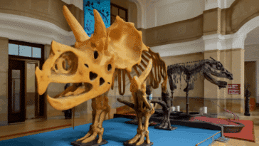 Le Musée des Fossiles Pokémon arrive à l’étranger !